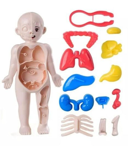 Detachable Human Organs Model Human Anatomy